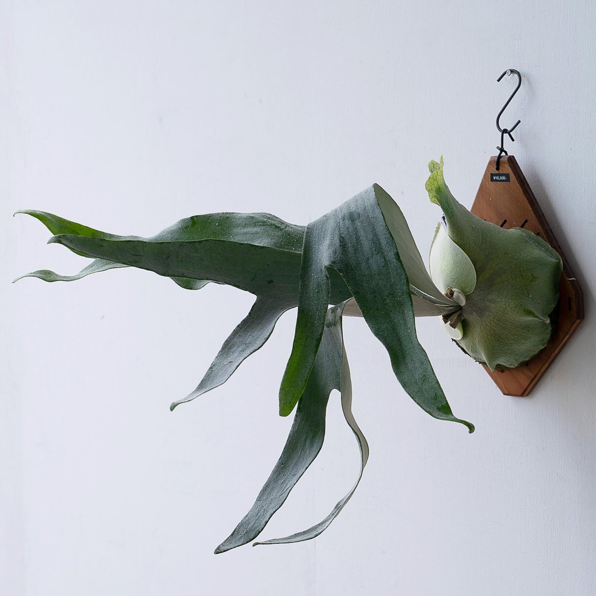 2025.11/12〜】板付ビカクシダ P. Omo 'White Lover'' (TC