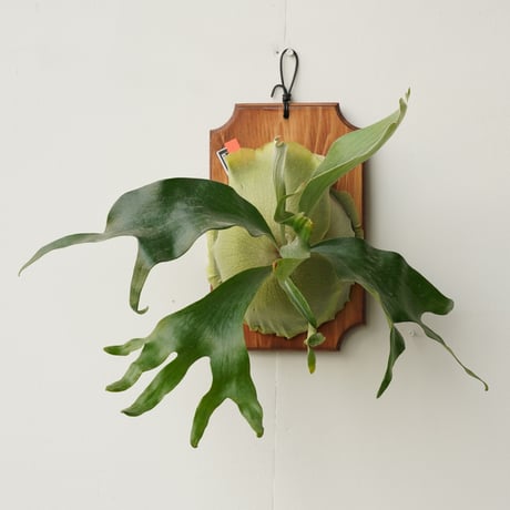 コウモリラン | STORES