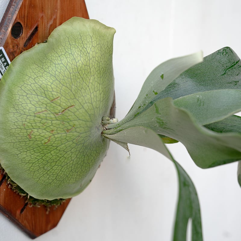 2025.11/22〜】板付ビカクシダ P. tenten（pup） | IMAMA