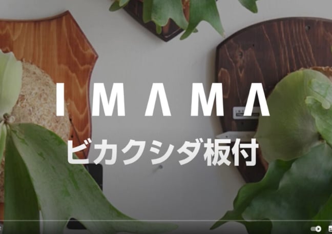 タマ★ビカクシダセット★ IMAMA