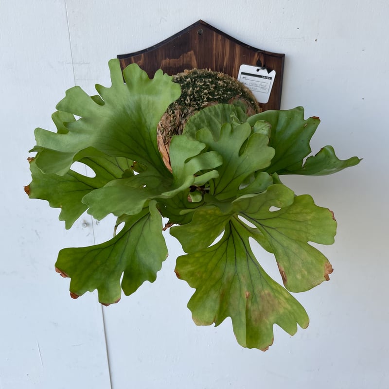 P.Ridleyi dwarf silver ビカクシダ 【公式通販】 ビカクシダ リドレイ