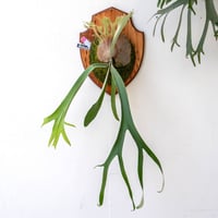 P.ridleyi dwarf silver 327 『おまとめ買い』 P.ridleyi dwarf silver 327 『おまとめ買い』 - メルカリ