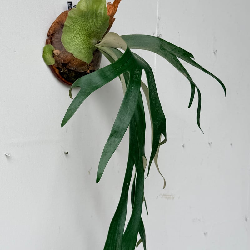 2026.6/25〜】板付ビカクシダ P. willinckii 'Pygmaeum' ×