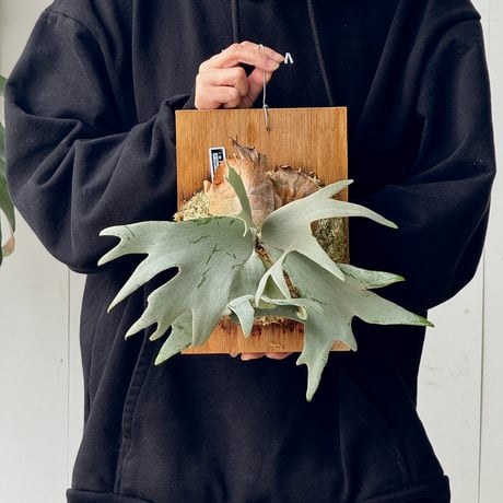 imama様へ CATEGORY Platycerium（ビカクシダ/品種別） | IMAMA