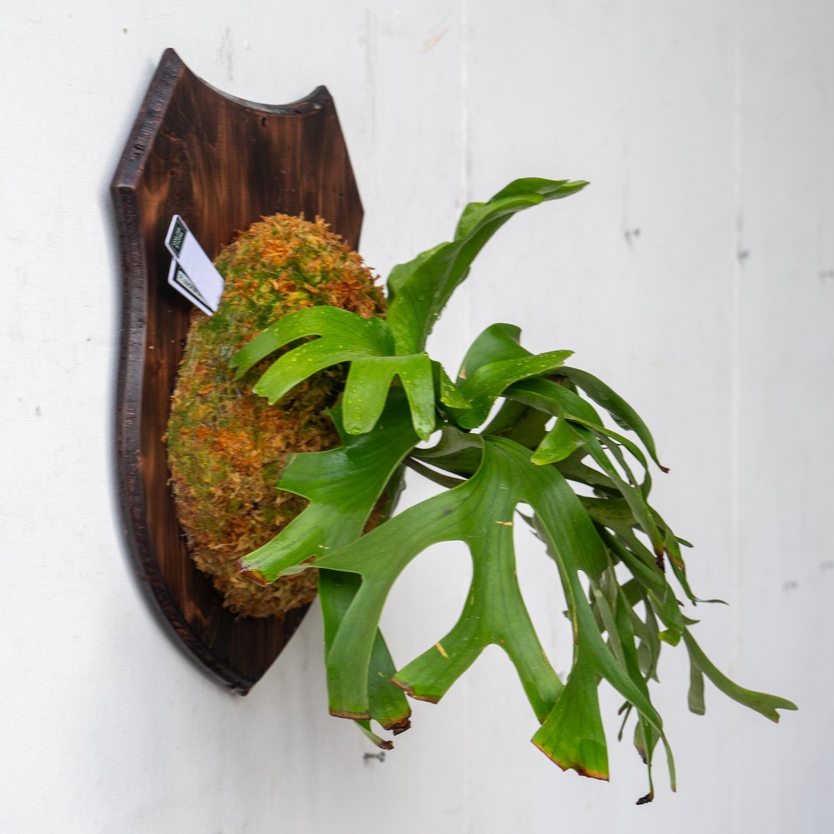 ビカクシダ コロナリウム〔Tonkla Thin〕 コルク付け2 特大