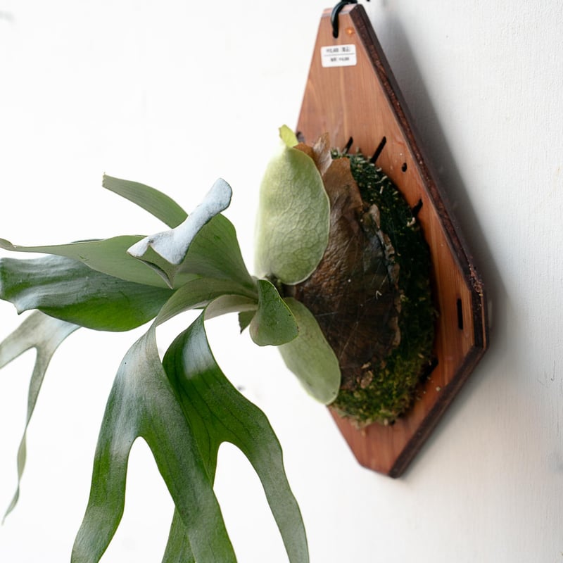 ビカクシダ PUP6種セット OC格安 ビカクシダ PUP6種セット OC格安 楽天