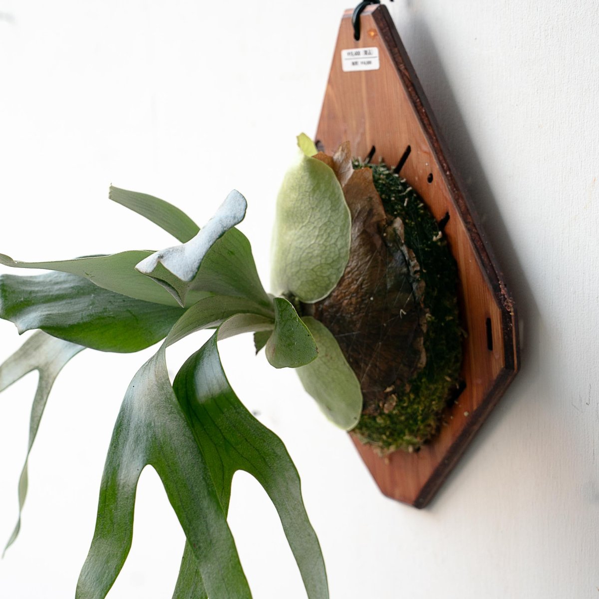 2025.11/22〜】板付ビカクシダ P. tenten（pup） | IMAMA