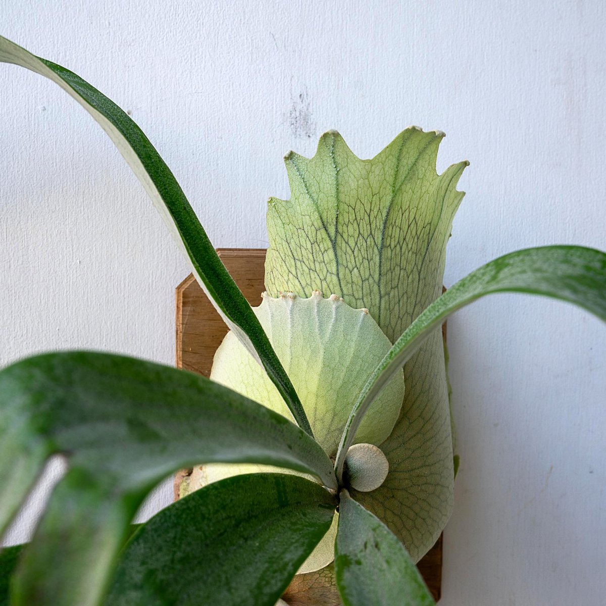 2022.10/18~】板付ビカクシダ P. Monkey North（pup） | IMAMA