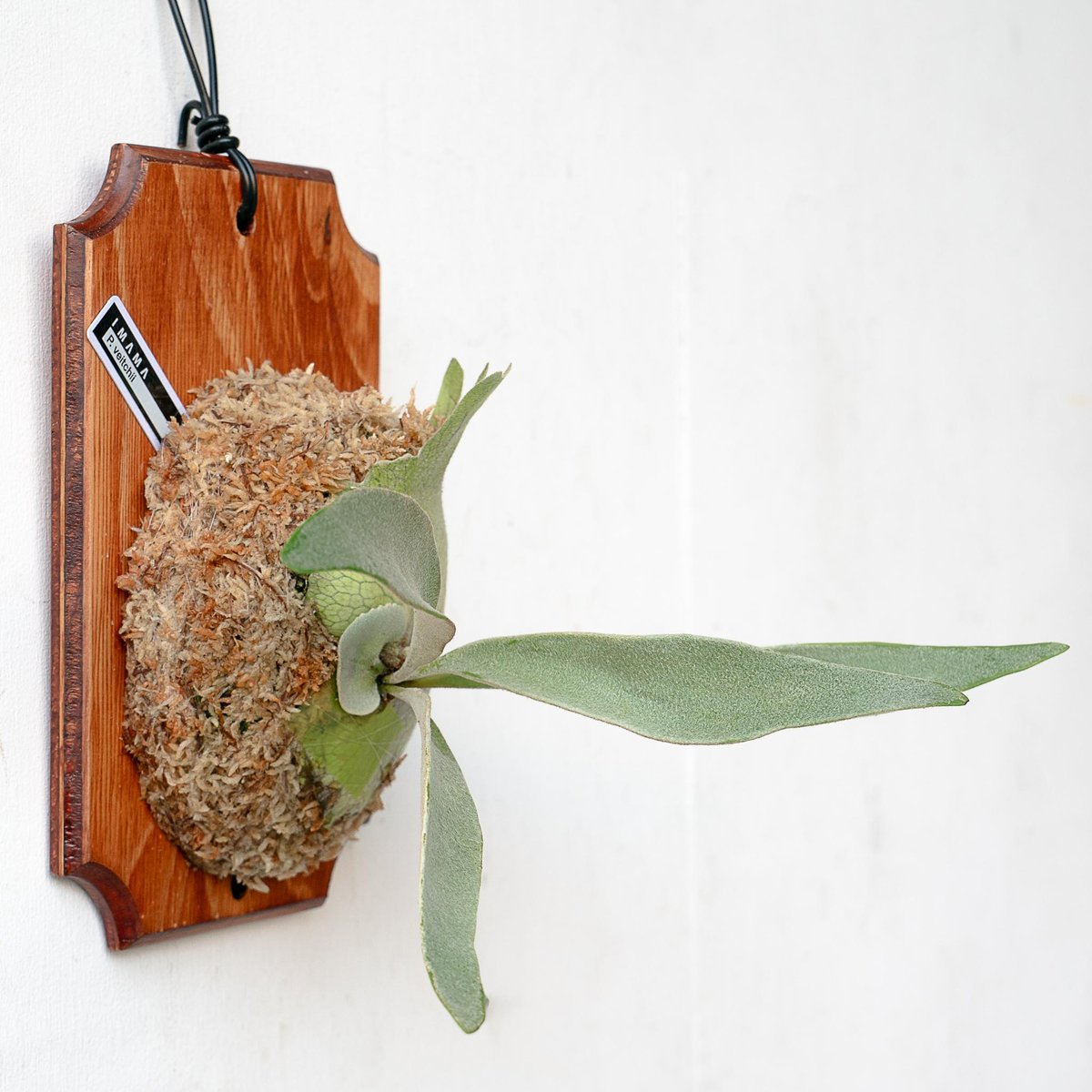 ぽち@様　ご確認用　ビカクシダ 2025.11/22〜】板付ビカクシダ P. veitchii | IMAMA