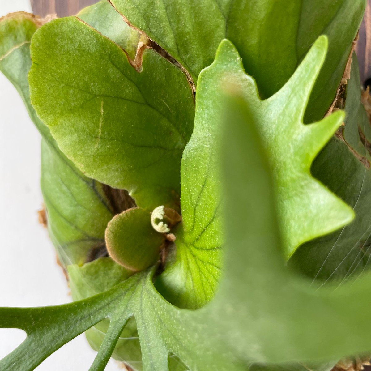 ビカクシダ P.Kitshakood small leaf 2025.5/30〜】板付ビカクシダ P. kitshakood thin leaf |