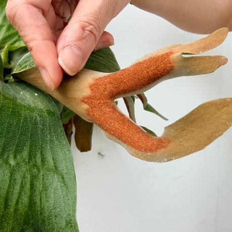 【2026.6/11〜】板付ビカクシダ　P. quadridichotomum × P. madagascariense
