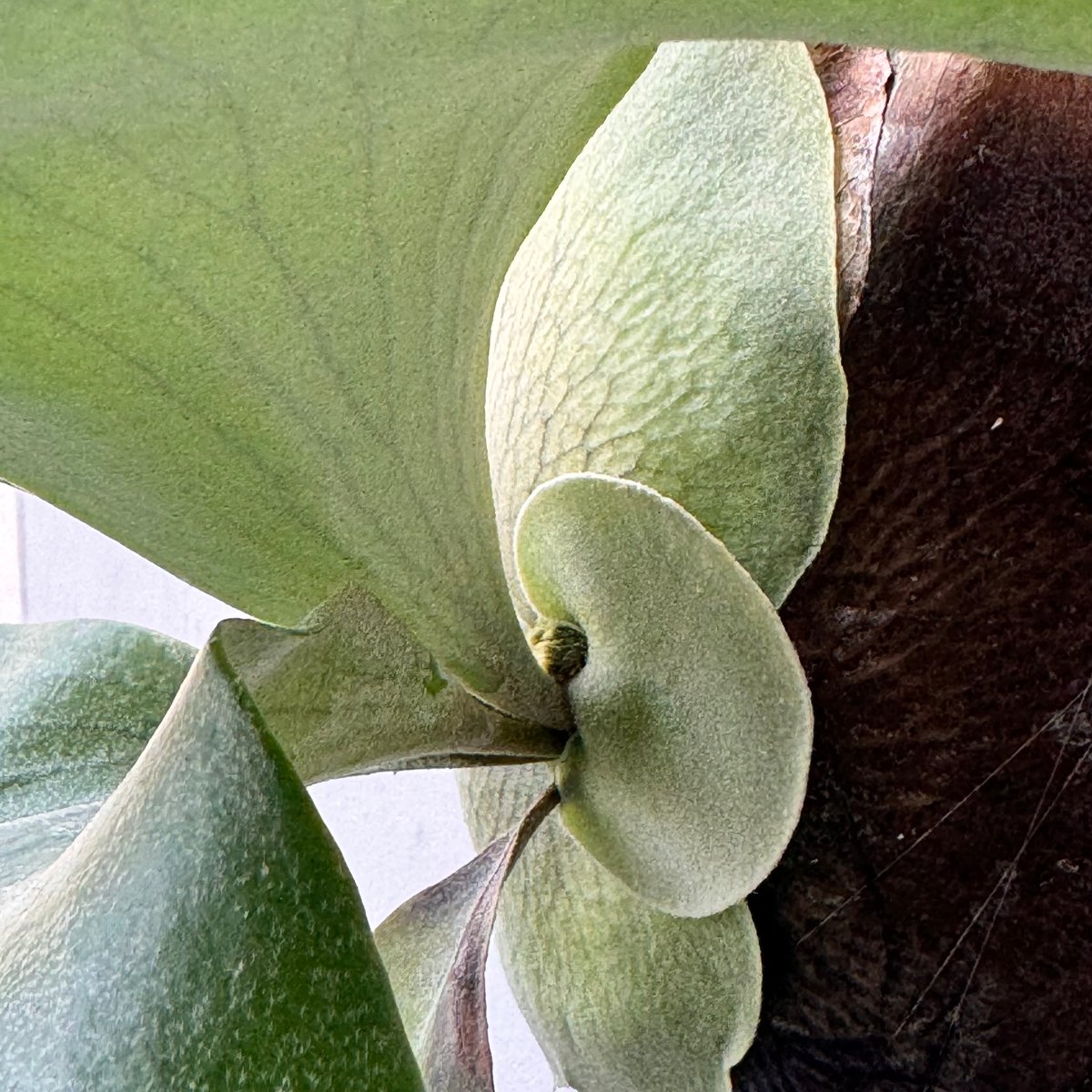 2025.3/25〜】板付ビカクシダ P. hillii cv.Miss Moana（pu