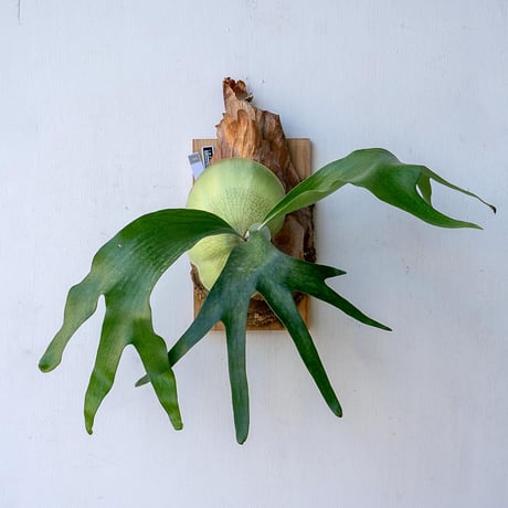 CATEGORY willinckii | IMAMA