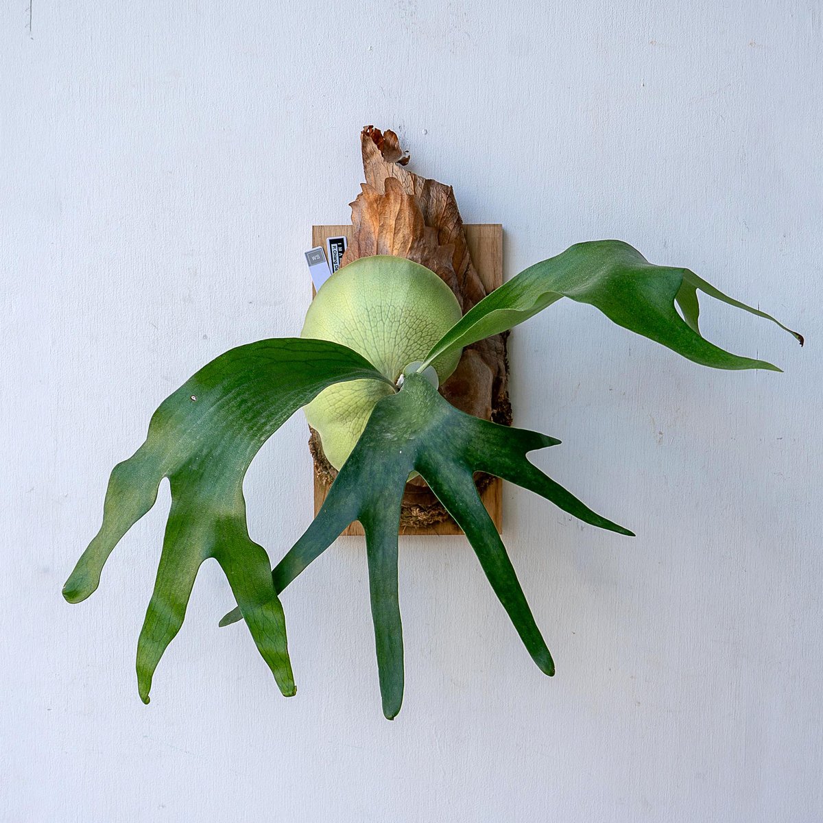 2025.11/12〜】板付ビカクシダ P.Chiang Dao（pup）_2 | IMAMA