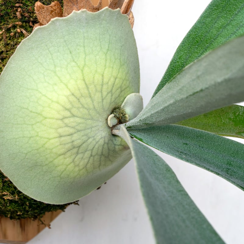 2025.11/4〜】板付ビカクシダ P. 'Pewchan#2' | IMAMA