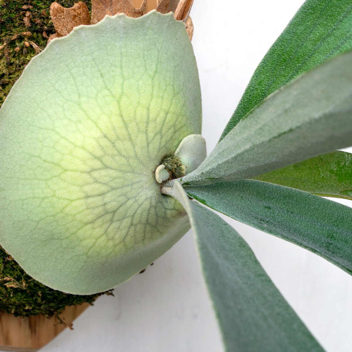 teru様　ご確認用　ビカクシダ Teru様専用 ビカクシダ 3点 セット｜Yahoo!フリマ（旧PayPayフリマ）