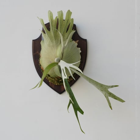 CATEGORY veitchii | IMAMA