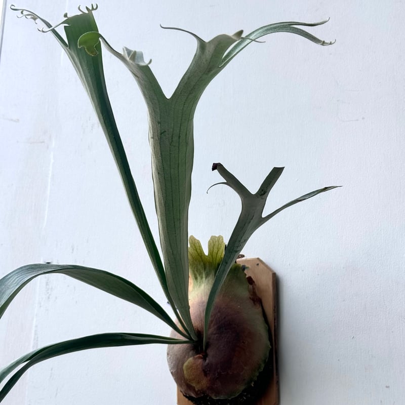 P. SS Foong（spore）ビカクシダ