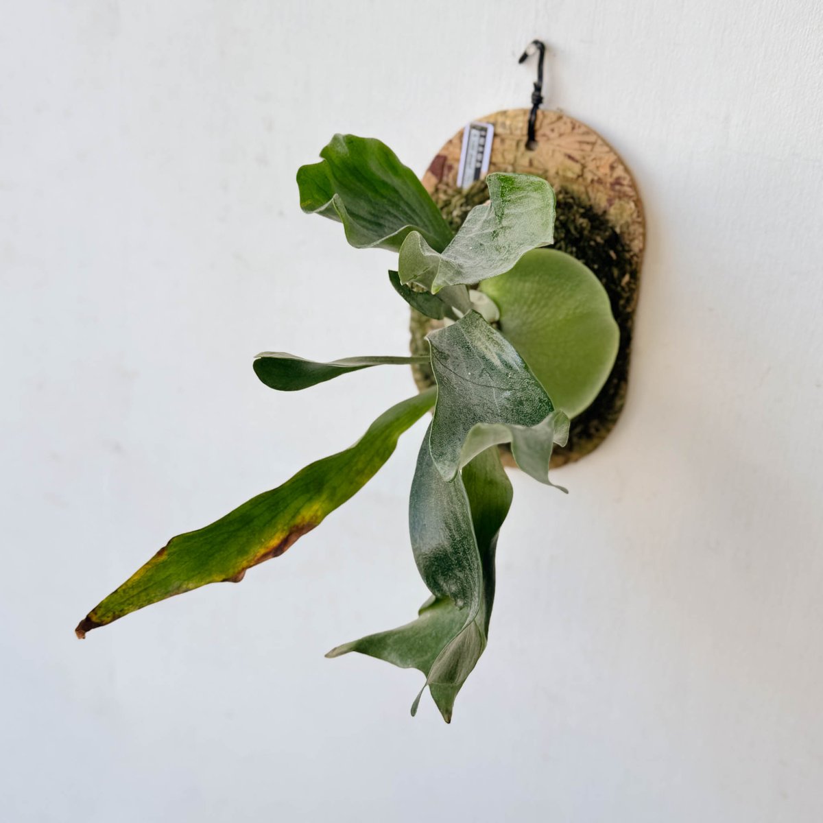 hillii dwarf (oc) 株分　ヒリードワーフ ビカクシダ　NO.5 hillii dwarf (oc) 株分 ビカクシダ hillii dwarf (oc) 株分 ヒリー