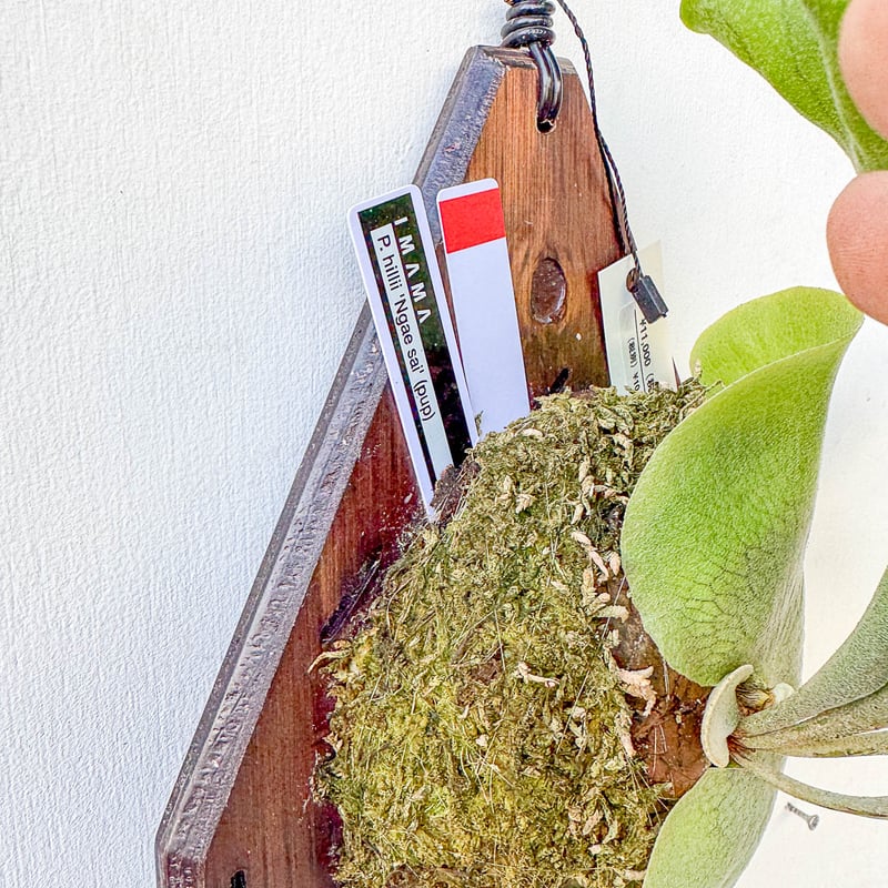 アフター縁日】板付ビカクシダ P. hillii 'Ngae sai'（pup） | I