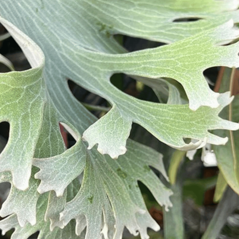 2025.11/22〜】板付ビカクシダ P. Foong siqi sporeling '