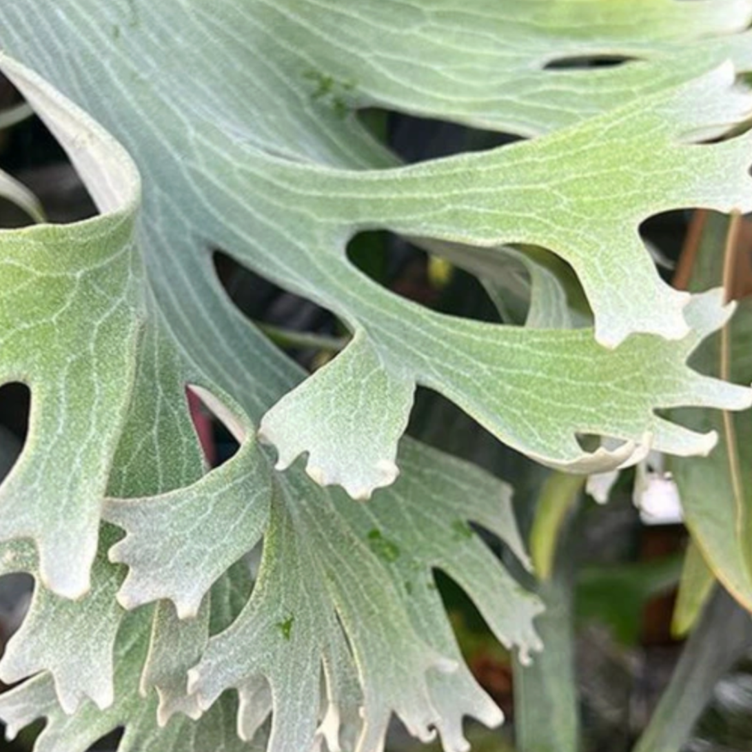 2025.11/22〜】板付ビカクシダ P. Foong siqi sporeling '