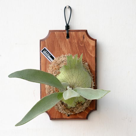 コウモリラン | STORES