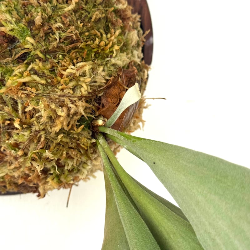 Hillii dwarf&curl 子株 OC pup 多分岐 Hillii dwarf&curl 子株 OC pup 多分岐 Hillii dwarf&curl 子株 OC pup