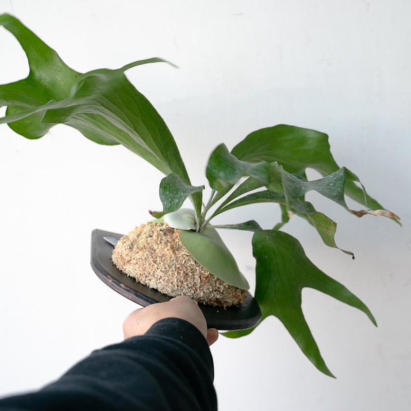 2025.11/22〜】板付ビカクシダ P. Trident（TC） | IMAMA