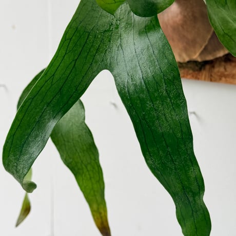 【2026.6/18〜】板付ビカクシダ　P. bifurcatum × P. willinckii [pup]