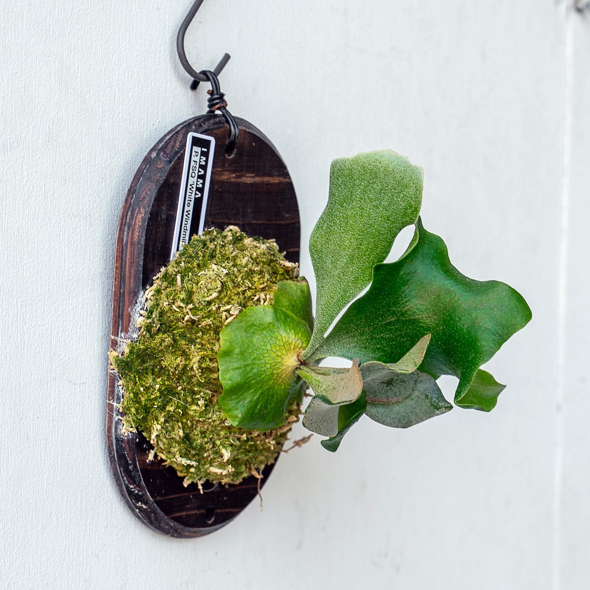 2025.11/12〜】板付ビカクシダ P. FSQ 'White Windmill' （