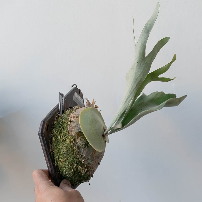 2025.12/31〜】板付ビカクシダ P. veitchii_2 | IMAMA