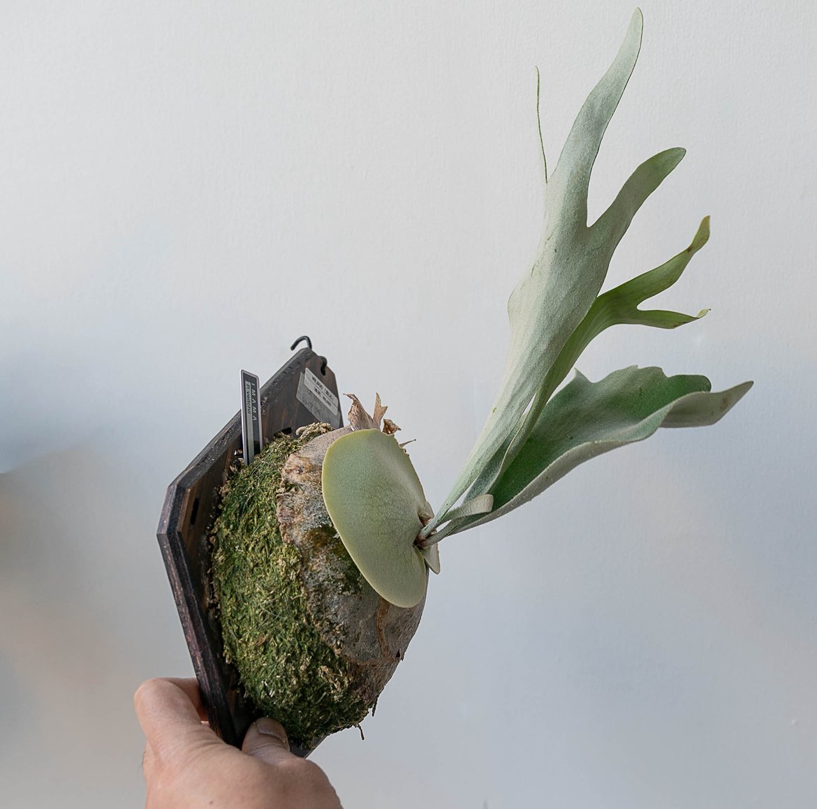 2025.12/31〜】板付ビカクシダ P. veitchii_2 | IMAMA