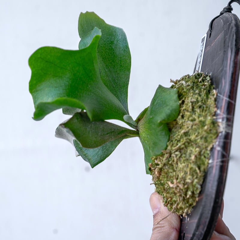 2025.11/12〜】板付ビカクシダ P. FSQ 'White Windmill' （