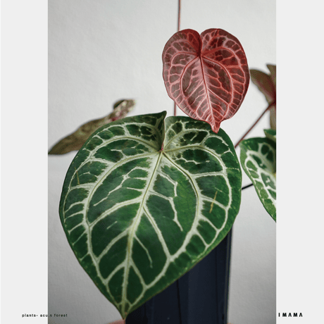 Recording_poster【color ver.】021