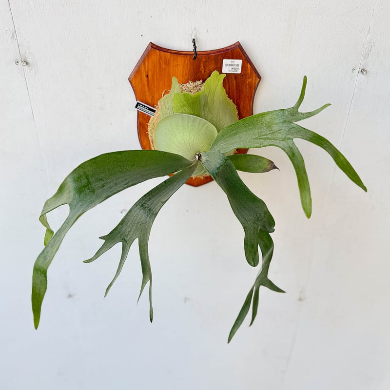 アフター縁日】板付ビカクシダ P. bifurcatum 'Townsville' |