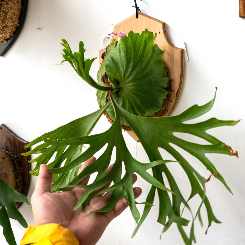 ビカクシダMt.Olympus × Kitshakoodiense'Thin' ビカクシダMt. Kitshakood Thin Dwarf ビカクシダ P.'Mt.Olympus' x P