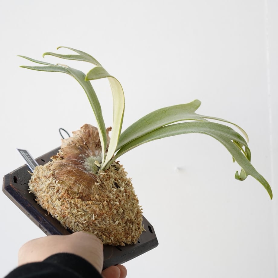 697ae154fdfc8d9c11fafdae