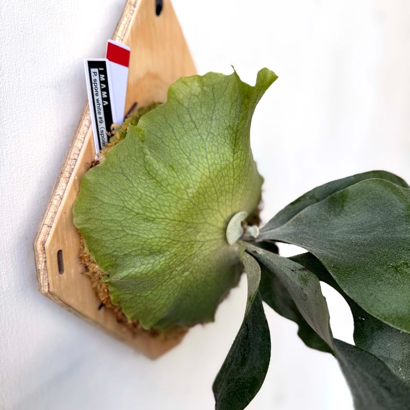 P.willinckii Annie spore 板付け アフター縁日】板付ビカクシダ P. willinckii spore white #9（