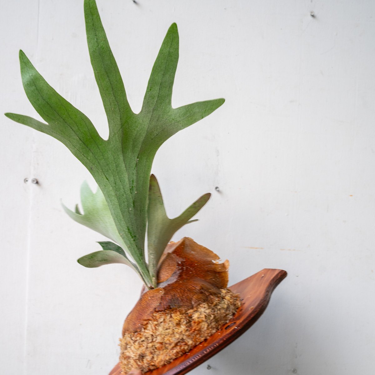 P. bambi ビカクシダ バンビ P. 'Bambi' ビカクシダ バンビ | vandaka plants