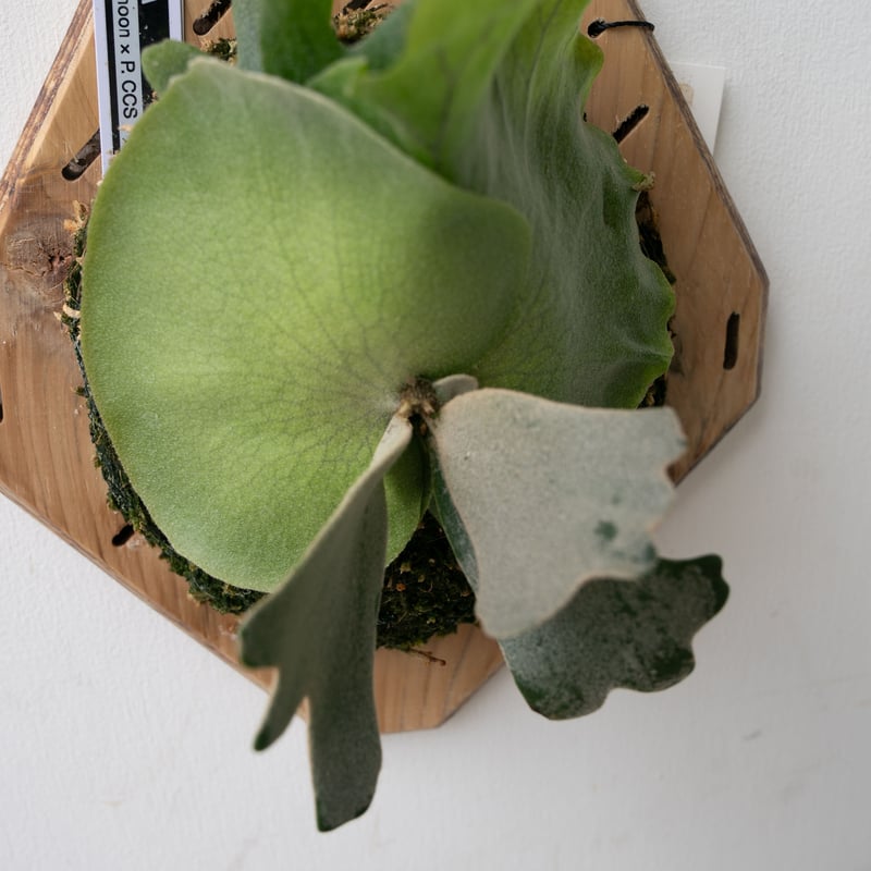 2025.9/23〜】板付ビカクシダ P. Yellow moon × CCS（spor