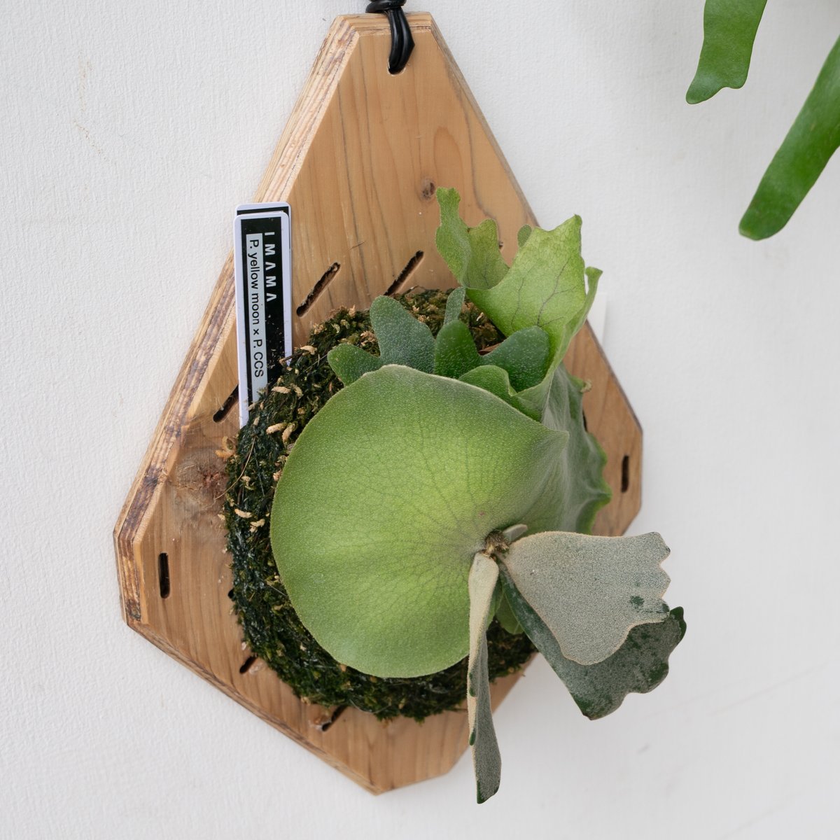 2025.9/23〜】板付ビカクシダ P. Yellow moon × CCS（spor