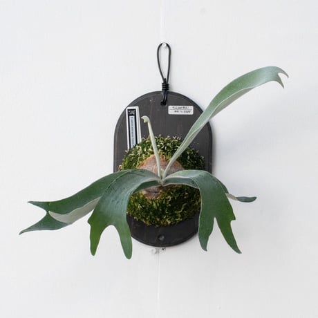 2026.1/17〜】板付ビカクシダ P. veitchii wild sporelin