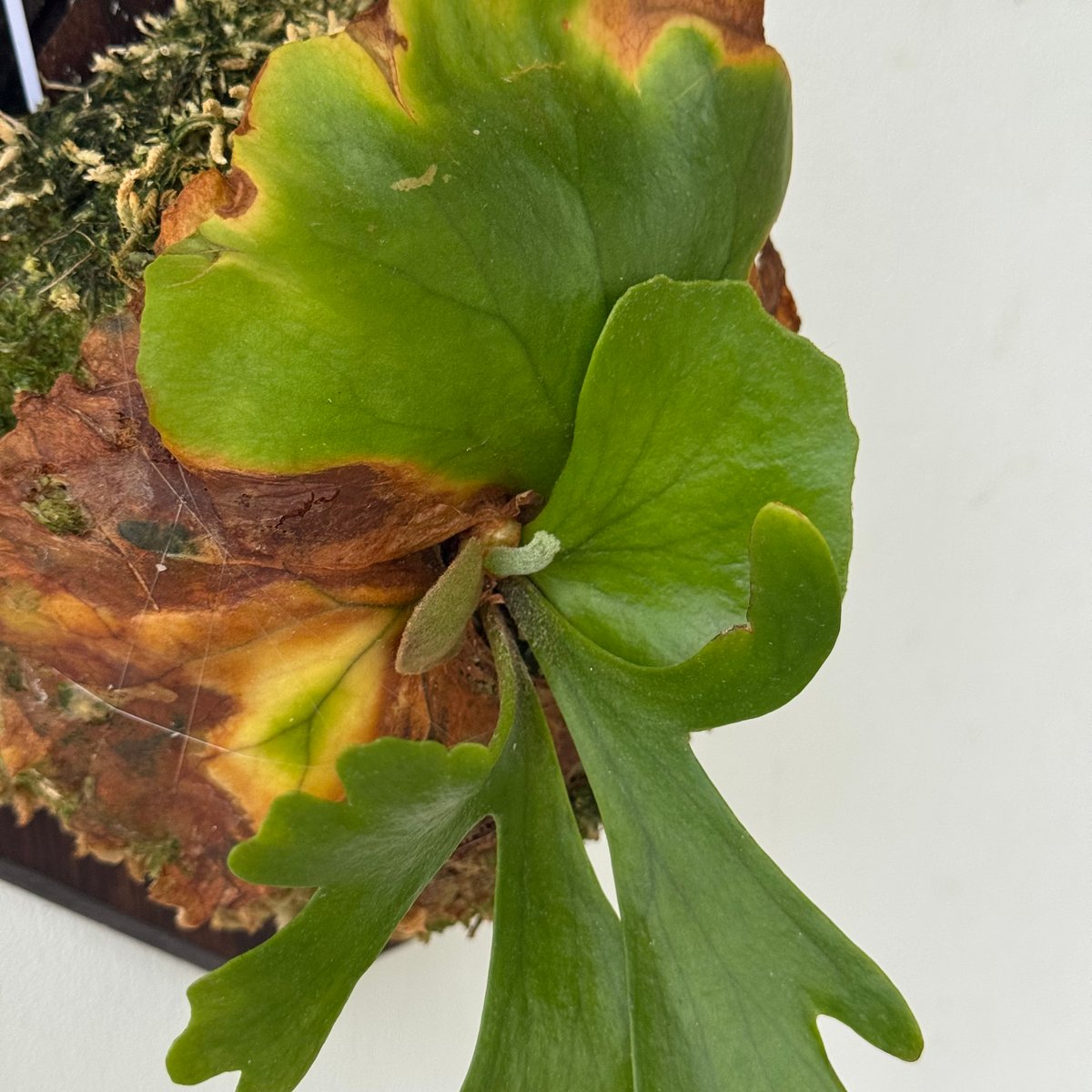 ビカクシダ P.Kitshakood small leaf fit=scale-down,w=1200