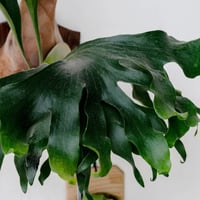 【2026.8/20〜】板付ビカクシダ　P. hillii  'Pumila Kew Garden × P. willinckii 'Bogor Mr.Suddan' [pup]