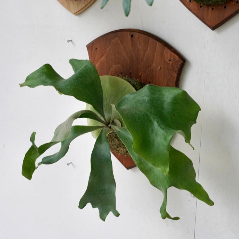 親株】P.Hillii Yot #16 Aor Chao（OC） P.Hillii Yot #16 Aor Chao