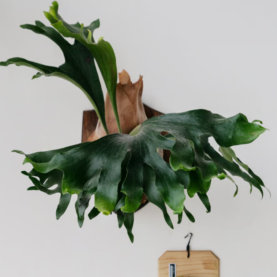 ビカクシダmr.suddan×hillii pumira kewgarden ビカクシダmr.suddan×hillii pumira kewgarden 2025.8/2〜】板付