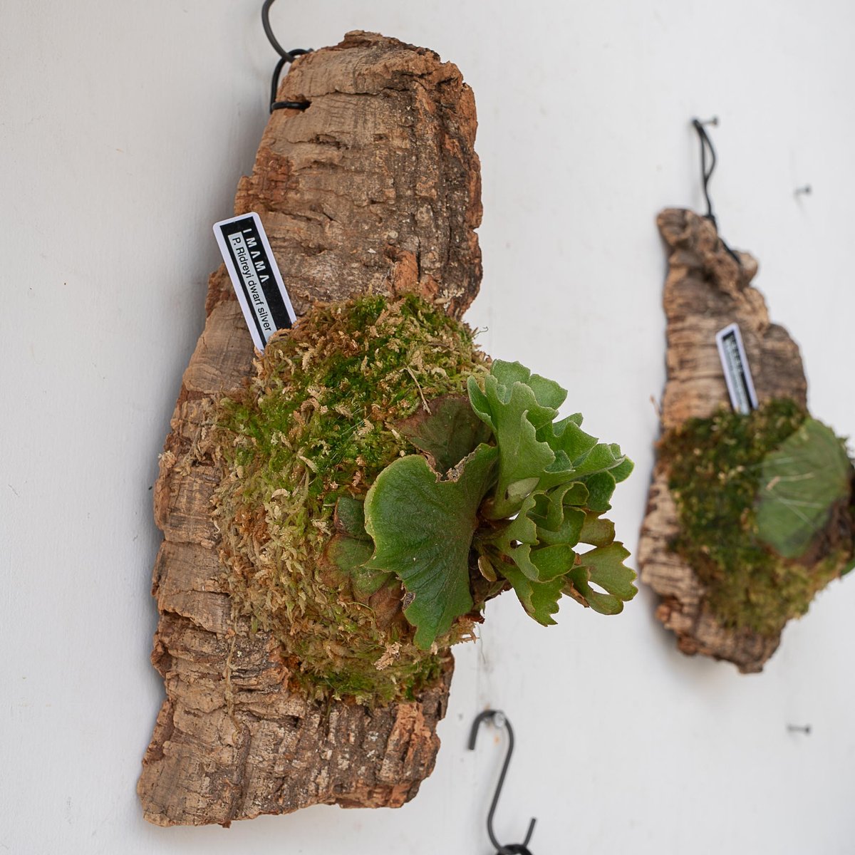 2025.7/7〜】板付ビカクシダ P. Ridleyi dwarf silver コルク0