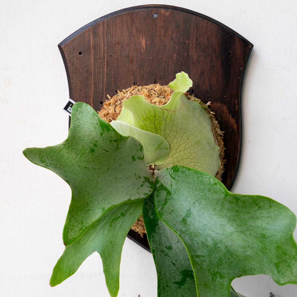 ミックススポアP. Ito ,Andinum willinckii ビカクシダ【P.andinum × willinckii 】子株 P. willinckii cv