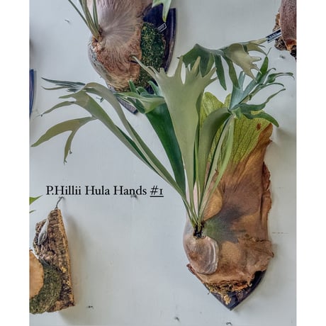 Hillii dwarf&curl 子株 OC pup 多分岐